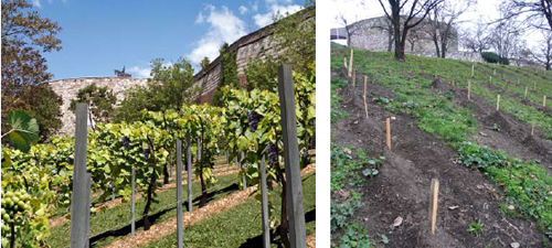Balra: szőlőtőkék a jövőből; jobbra: 2010 ősze, a telepítés befejeződött