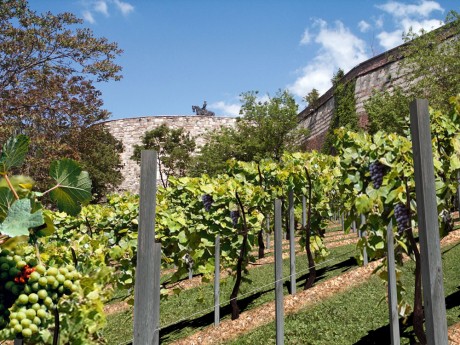 A történelmi szőlőskert a Budai vár oldalában